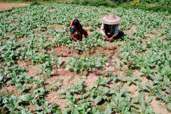 Tripura farmers busy with winter vegetable cultivation Tripura farmers busy with winter vegetable cultivation